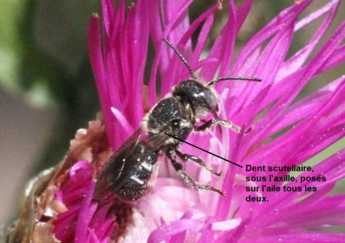 Heriades sp.